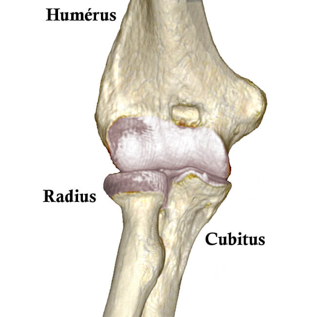 anatomie du coude