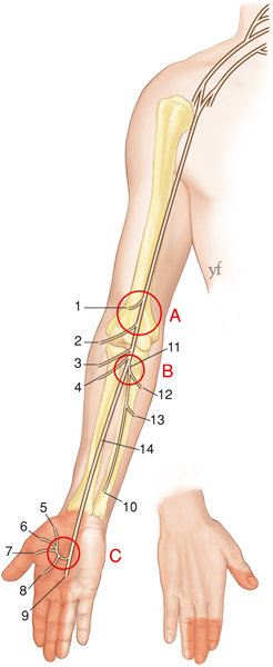 anatomie du nerf médian