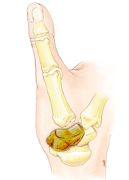 anatomie de la colonne du pouce