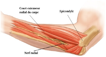 anatomie du versant latéral du coude